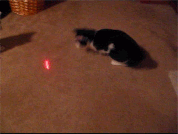 cat-chasing-laser.gif